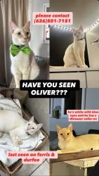 Reunited Male Cat last seen last seen on ferris and durfee , El Monte, CA 91732