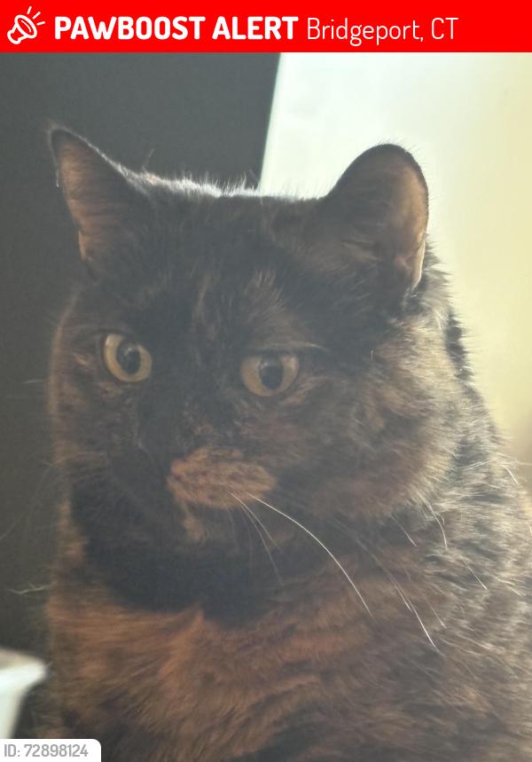 Lost Female Cat last seen Chopsey Hill and Griffin, Bridgeport, CT 06606