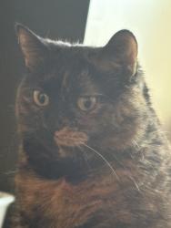 Lost Female Cat last seen Chopsey Hill and Griffin, Bridgeport, CT 06606