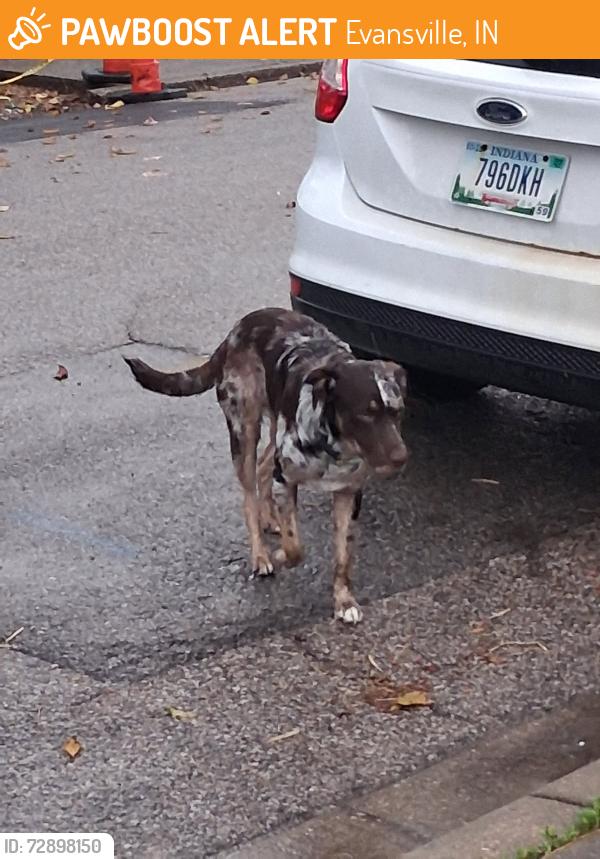 Found/Stray Male Dog last seen Garvin and Louisiana , Evansville, IN 47711