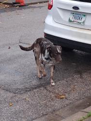 Found/Stray Male Dog last seen Garvin and Louisiana , Evansville, IN 47711