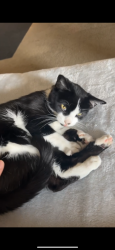 Lost Female Cat last seen Alameda and Nevada, Lakewood, CO 80232