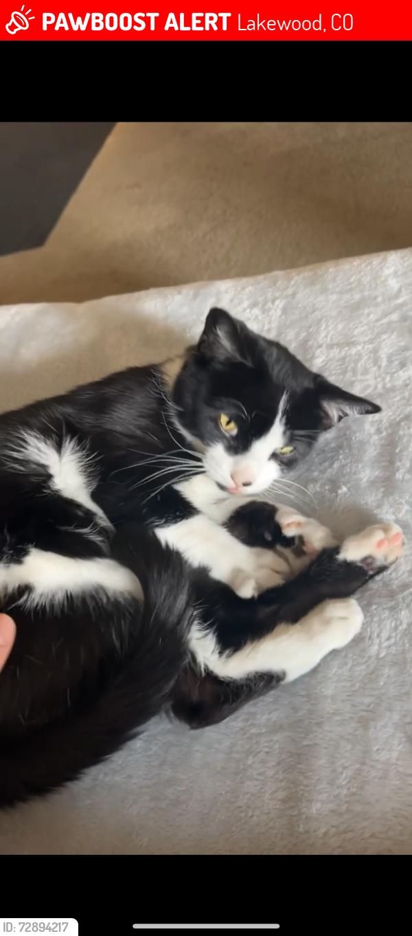 Lost Female Cat last seen Alameda and Nevada, Lakewood, CO 80232