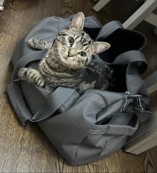 Lost Male Cat last seen Blue bell lane an need birch, Oceanside, CA 92058
