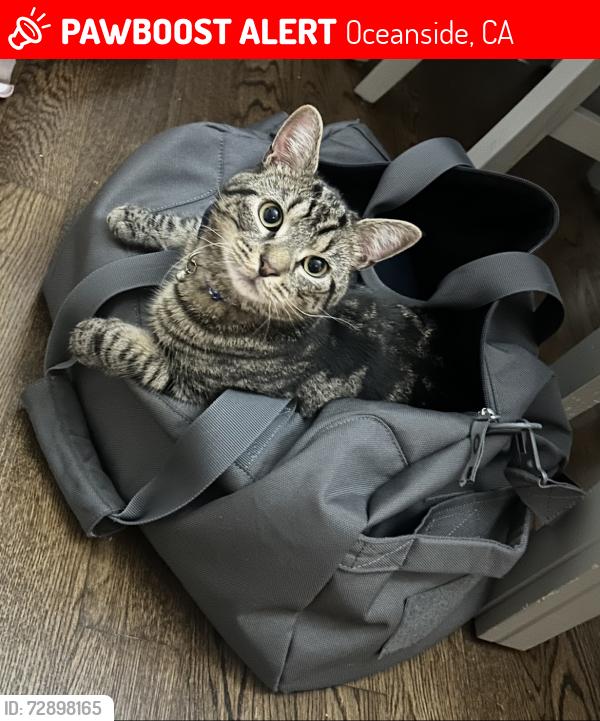 Lost Male Cat last seen Blue bell lane an need birch, Oceanside, CA 92058