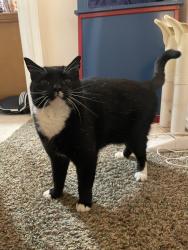 Lost Male Cat last seen Waddle creek rd , Littlerock, WA 98512