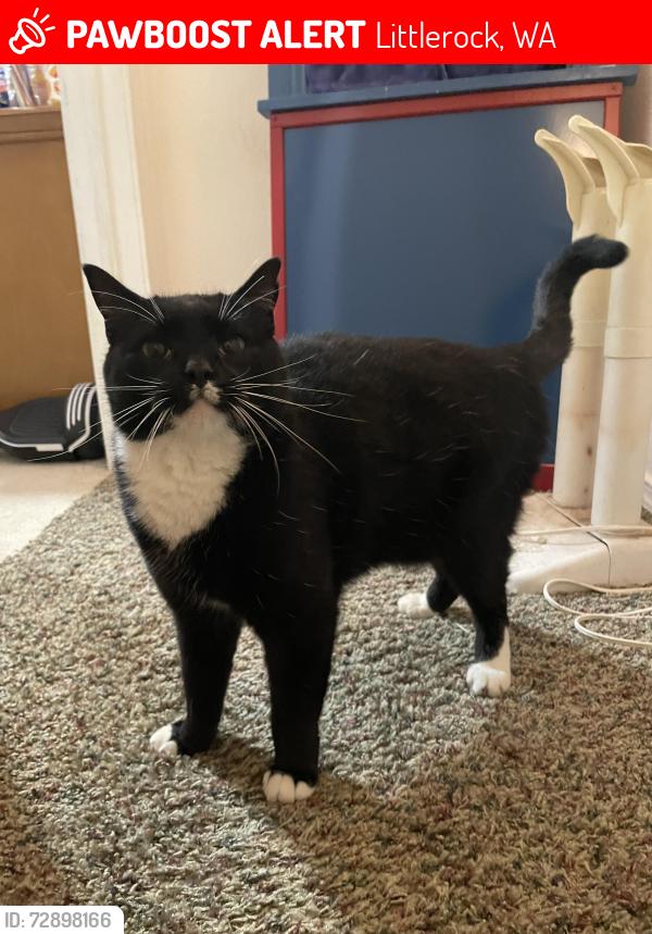 Lost Male Cat last seen Waddle creek rd , Littlerock, WA 98512