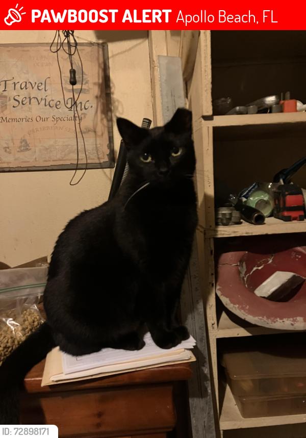 Lost Female Cat last seen Florida circle, Apollo Beach, FL 33572