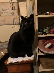Lost Female Cat last seen Florida circle, Apollo Beach, FL 33572
