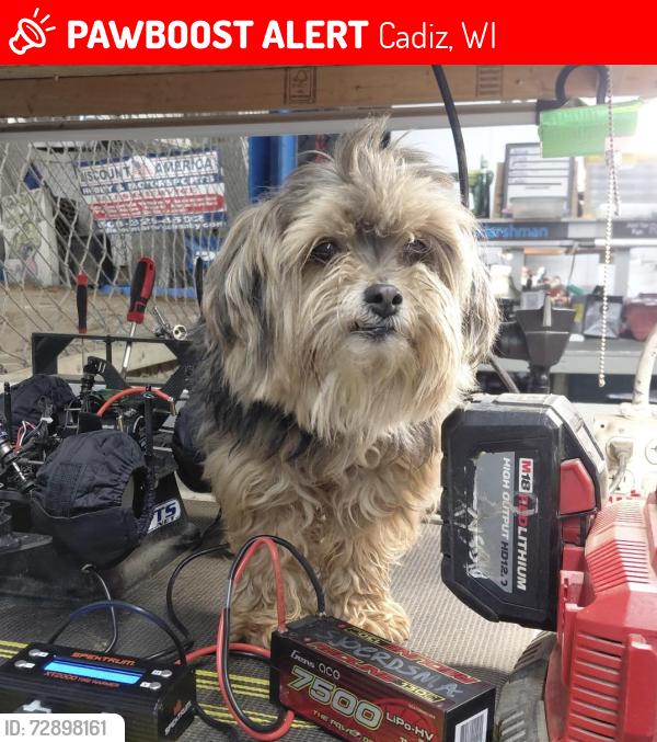 Lost Female Dog last seen Mellenberger Rd. Browntown WI, Cadiz, WI 53522