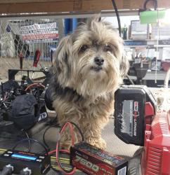 Lost Female Dog last seen Mellenberger Rd. Browntown WI, Cadiz, WI 53522