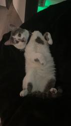Reunited Male Cat last seen Tamarack St, Central Islip, NY 11722