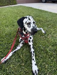 Lost Male Dog last seen pigeon pass, Moreno Valley, CA 92553