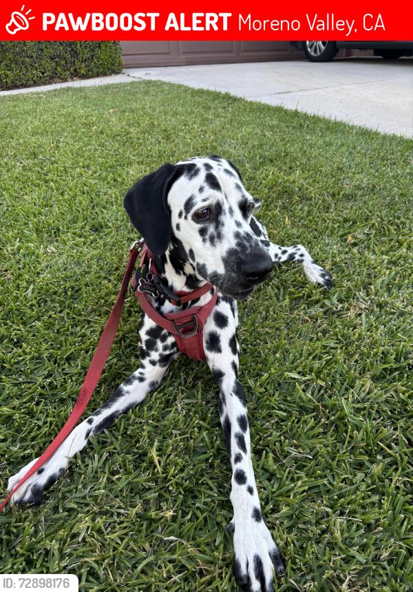 Lost Male Dog last seen pigeon pass, Moreno Valley, CA 92553