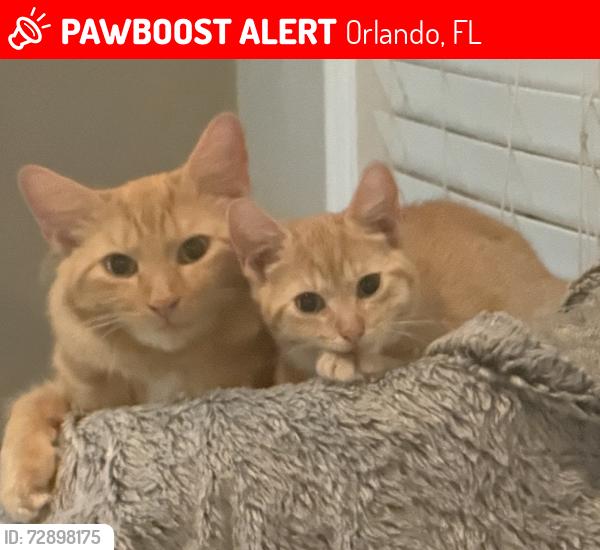 Lost Female Cat last seen Lotafun Avenue, winter Park, Orlando, FL 32804