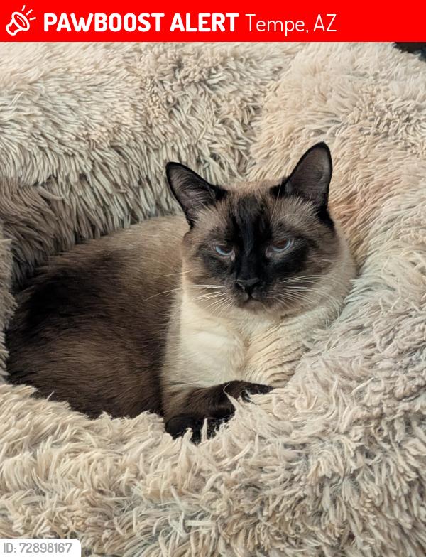 Lost Male Cat last seen University and Price, Tempe, AZ 85288