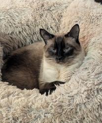 Lost Male Cat last seen University and Price, Tempe, AZ 85288
