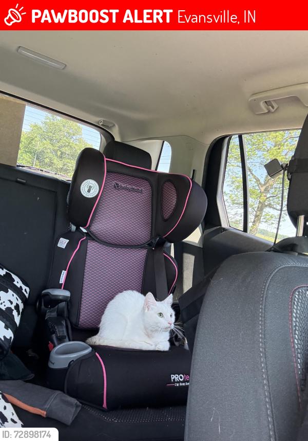 Lost Female Cat last seen Coker ave , Evansville, IN 47714