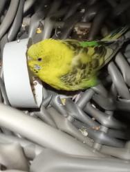 Found/Stray Unknown Bird last seen Lowe's, Auburn, WA 98002