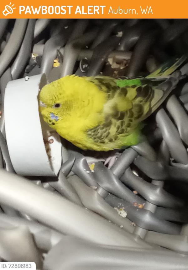 Found/Stray Unknown Bird last seen Lowe's, Auburn, WA 98002