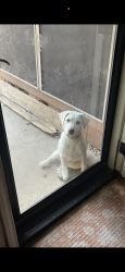Found/Stray Female Dog last seen Bullinger and louetta , Spring, TX 77379