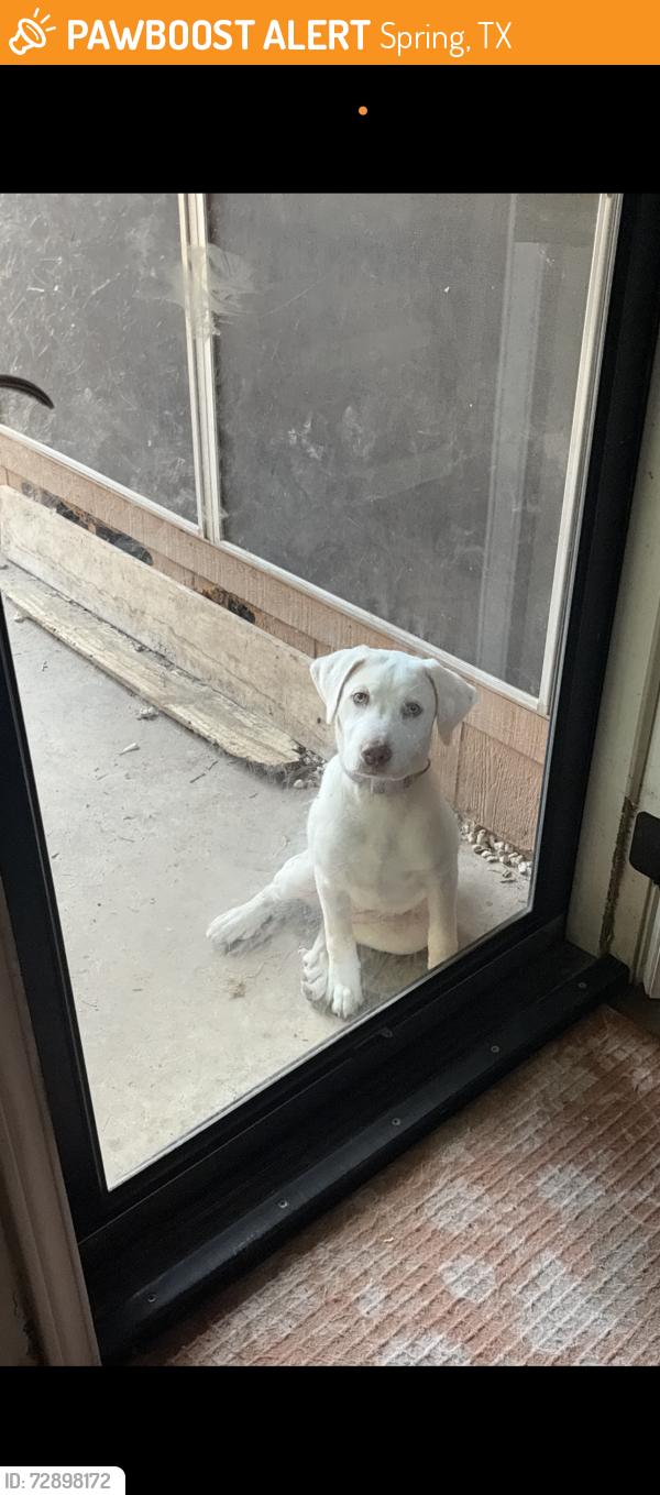 Found/Stray Female Dog last seen Bullinger and louetta , Spring, TX 77379