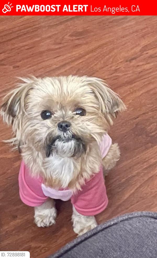 Lost Female Dog last seen Near E 130 st.los angeles California 90061, Los Angeles, CA 90061
