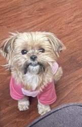 Lost Female Dog last seen Near E 130 st.los angeles California 90061, Los Angeles, CA 90061