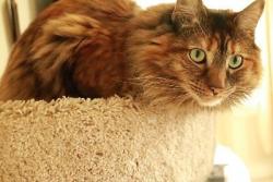 Lost Female Cat last seen Smith and Midland, Nampa, ID 83651