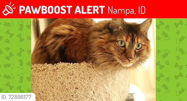 Lost Female Cat last seen Smith and Midland, Nampa, ID 83651