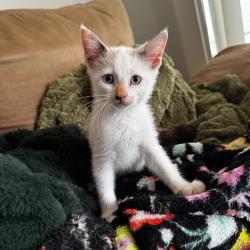 Shelter Stray Female Cat last seen Bexar County, New Braunfels, TX 78130
