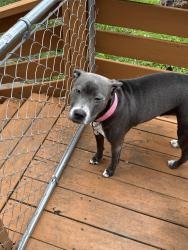 Lost Female Dog last seen Blue ridge and Longview rd by Community America, Kansas City, MO 64134