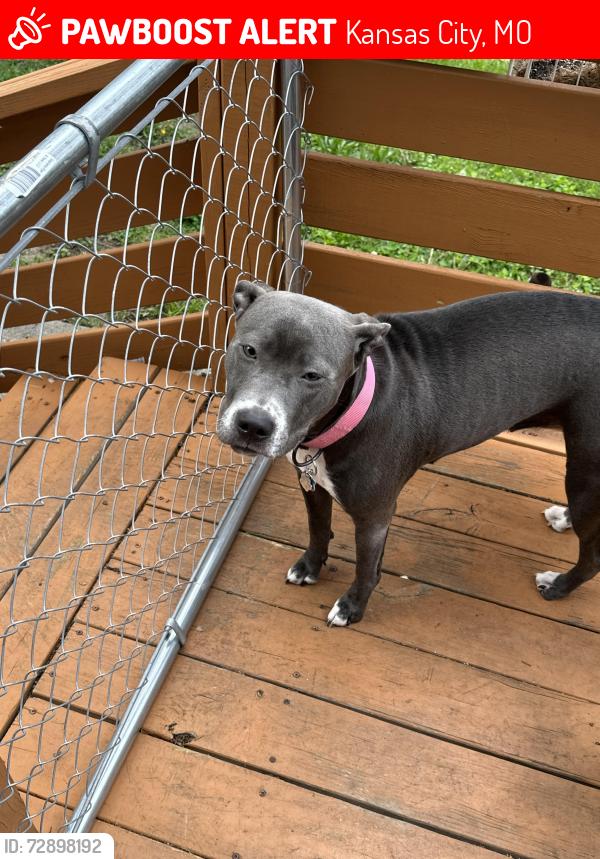 Lost Female Dog last seen Blue ridge and Longview rd by Community America, Kansas City, MO 64134