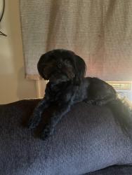 Reunited Male Dog last seen Near n Conejo ave Modesto , Modesto, CA 95354