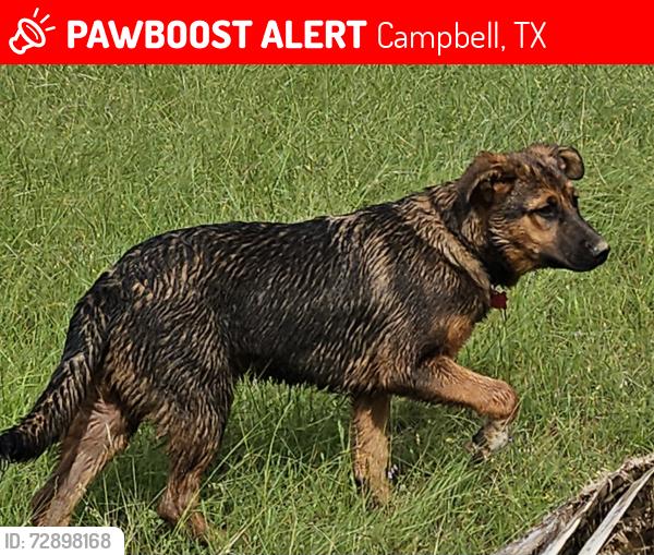 Lost Male Dog last seen fm 1568 and fm 499 , Campbell, TX 75422