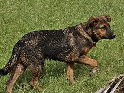 Lost Male Dog last seen fm 1568 and fm 499 , Campbell, TX 75422