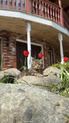 Lost Female Cat last seen Cambridge Elementary , Surrey, BC V3S 3H7