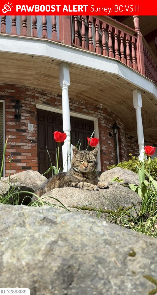 Lost Female Cat last seen Cambridge Elementary , Surrey, BC V3S 3H7