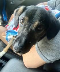 Found/Stray Male Dog last seen Cox Hollow Rd., Kingsport, TN, Kingsport, TN 37663
