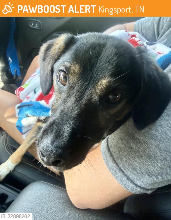 Found/Stray Male Dog last seen Cox Hollow Rd., Kingsport, TN, Kingsport, TN 37663