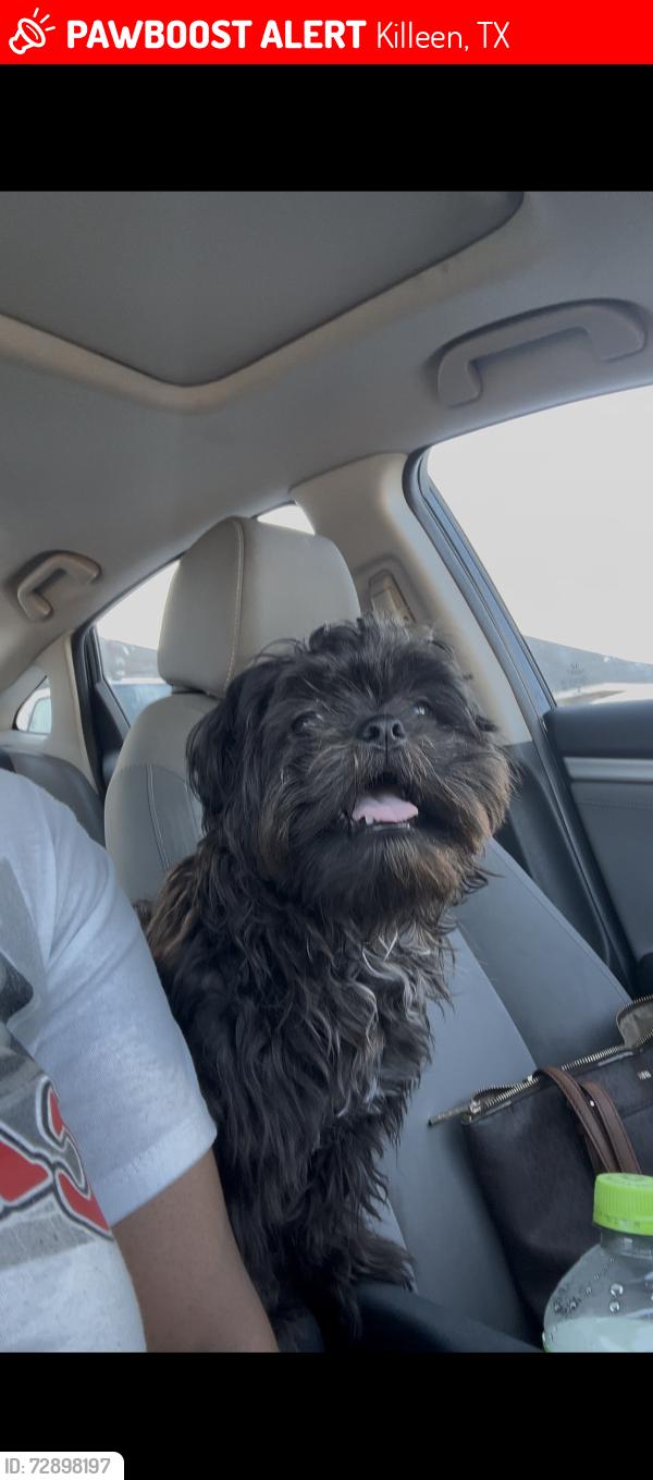 Lost Male Dog last seen Elms Rd een TX, Killeen, TX 76549