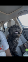Lost Male Dog last seen Elms Rd een TX, Killeen, TX 76549
