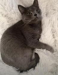 Lost Female Cat last seen Joinville park, San Mateo, CA 94403