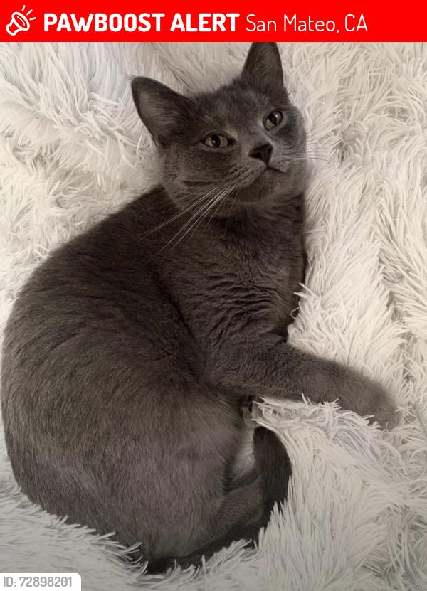 Lost Female Cat last seen Joinville park, San Mateo, CA 94403