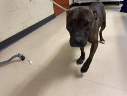Shelter Stray Female Dog last seen , Milwaukee, WI 53215