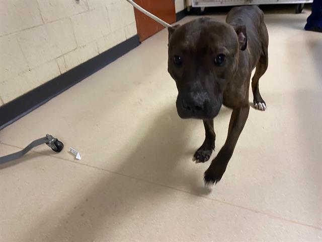 Shelter Stray Female Dog last seen , Milwaukee, WI 53215