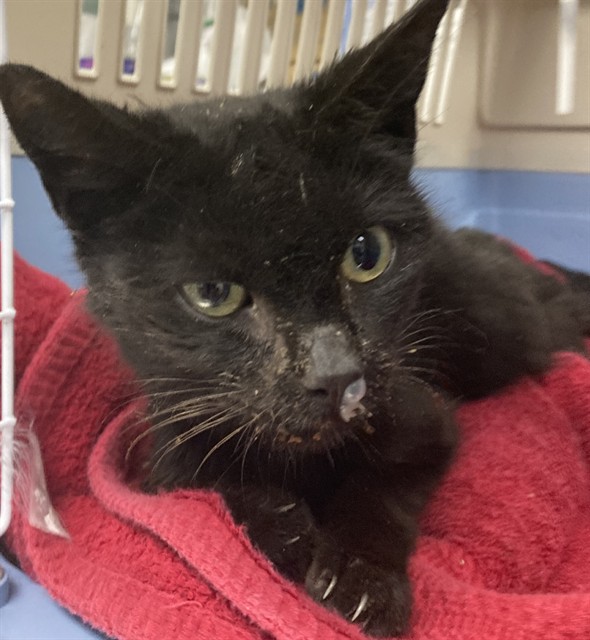 Shelter Removed Female Cat last seen Near BLOCK STUDEBAKER, Long Beach, CA 90815