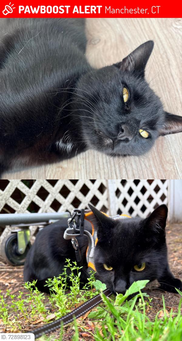 Lost Male Cat last seen Ridge St. closer to the Cooper st. side of the street, Manchester, CT 06040