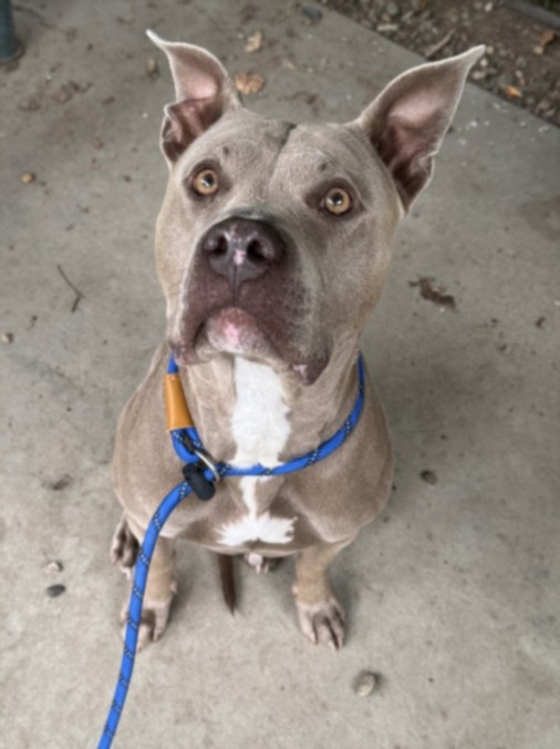 Shelter Stray Male Dog last seen , Chatsworth, CA 91311