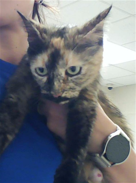 Shelter Stray Female Cat last seen Near BLOCK BRIAR CIR, FAYETTEVILLE NC 28306, Fayetteville, NC 28306